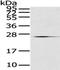 CD63 Molecule antibody, TA350816, Origene, Western Blot image 