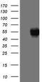 Pdl1 antibody, TA810750, Origene, Western Blot image 