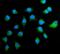 Peroxiredoxin 4 antibody, PB9383, Boster Biological Technology, Immunofluorescence image 