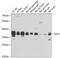 Gap Junction Protein Delta 2 antibody, GTX66420, GeneTex, Western Blot image 