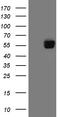 PD-L1 antibody, TA810925, Origene, Western Blot image 