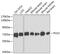 Phosphoenolpyruvate carboxykinase [GTP], mitochondrial antibody, GTX64476, GeneTex, Western Blot image 