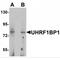 UHRF1 Binding Protein 1 antibody, MBS150635, MyBioSource, Western Blot image 