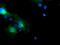 FXYD Domain Containing Ion Transport Regulator 3 antibody, MA5-25960, Invitrogen Antibodies, Immunocytochemistry image 