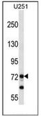 Retrotransposon-derived protein PEG10 antibody, AP53253PU-N, Origene, Western Blot image 