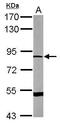 Dystrophin Related Protein 2 antibody, GTX112512, GeneTex, Western Blot image 