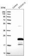 Zinc Finger CCHC-Type Containing 13 antibody, NBP1-92604, Novus Biologicals, Western Blot image 