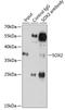 SRY-Box 2 antibody, GTX32891, GeneTex, Immunoprecipitation image 