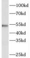 Phosphatidylserine Decarboxylase antibody, FNab06469, FineTest, Western Blot image 