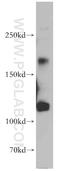 CNKSR Family Member 3 antibody, 55048-1-AP, Proteintech Group, Western Blot image 