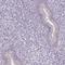 Actin Related Protein T2 antibody, HPA006480, Atlas Antibodies, Immunohistochemistry frozen image 