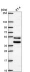 Zinc Finger Protein 621 antibody, HPA071440, Atlas Antibodies, Western Blot image 