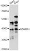 B1 bradykinin receptor antibody, LS-C746800, Lifespan Biosciences, Western Blot image 