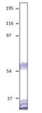 Dopamine Receptor D5 antibody, GTX47806, GeneTex, Western Blot image 