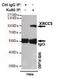 X-Ray Repair Cross Complementing 5 antibody, GTX66843, GeneTex, Immunoprecipitation image 