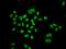 DNA replication licensing factor MCM6 antibody, GTX54353, GeneTex, Immunocytochemistry image 