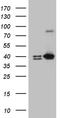ER Lipid Raft Associated 1 antibody, TA809148, Origene, Western Blot image 