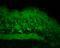 HSPH1 antibody, SPC-195D-A594, StressMarq, Immunohistochemistry frozen image 