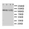 Minichromosome Maintenance Complex Component 2 antibody, orb76164, Biorbyt, Western Blot image 