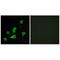 Retinol Binding Protein 5 antibody, A11716, Boster Biological Technology, Immunohistochemistry frozen image 