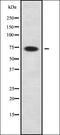 ER Degradation Enhancing Alpha-Mannosidase Like Protein 1 antibody, orb338298, Biorbyt, Western Blot image 