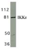 Inhibitor Of Nuclear Factor Kappa B Kinase Subunit Epsilon antibody, TA306054, Origene, Western Blot image 