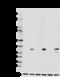 His tag antibody, 362614, BioLegend, Western Blot image 