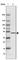 IST1 homolog antibody, HPA054532, Atlas Antibodies, Western Blot image 