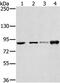 Ring Finger Protein 214 antibody, PA5-50874, Invitrogen Antibodies, Western Blot image 