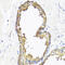 SMAD2 antibody, 14-036, ProSci, Immunohistochemistry frozen image 