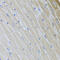 USP21 antibody, 23-321, ProSci, Immunohistochemistry frozen image 
