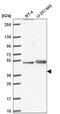 Phosphorylated adapter RNA export protein antibody, NBP2-55912, Novus Biologicals, Western Blot image 