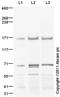 Bromodomain Containing 4 antibody, ab75898, Abcam, Western Blot image 