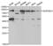Serpin Family G Member 1 antibody, PA5-76028, Invitrogen Antibodies, Western Blot image 