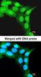 F-box/LRR-repeat protein 3 antibody, orb73385, Biorbyt, Immunocytochemistry image 