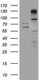 Zinc Finger Protein 217 antibody, LS-C794695, Lifespan Biosciences, Western Blot image 