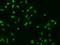 F-Box Protein 27 antibody, 204971-T02, Sino Biological, Immunohistochemistry paraffin image 