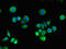 RasGAP antibody, LS-C396545, Lifespan Biosciences, Immunofluorescence image 
