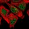 Sideroflexin 5 antibody, HPA056866, Atlas Antibodies, Immunocytochemistry image 