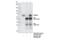 PR domain zinc finger protein 14 antibody, 83527T, Cell Signaling Technology, Immunoprecipitation image 