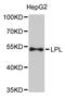 Lipoprotein lipase antibody, STJ111619, St John