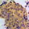 Proto-oncogene Wnt-1 antibody, LS-C353005, Lifespan Biosciences, Immunohistochemistry paraffin image 