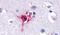 Opioid Receptor Delta 1 antibody, PA5-33467, Invitrogen Antibodies, Immunohistochemistry frozen image 