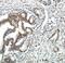 Sprouty RTK Signaling Antagonist 2 antibody, FNab08199, FineTest, Immunohistochemistry frozen image 