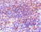 Gamma-PAK antibody, 3887, ProSci, Immunohistochemistry frozen image 