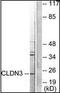 Claudin 3 antibody, orb95577, Biorbyt, Western Blot image 