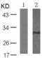 Ribosomal Protein S6 antibody, TA323449, Origene, Western Blot image 