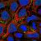 Protein cordon-bleu antibody, HPA019167, Atlas Antibodies, Immunocytochemistry image 