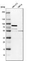 Double-stranded RNA-binding protein Staufen homolog 2 antibody, HPA019155, Atlas Antibodies, Western Blot image 