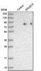 Sialic Acid Binding Ig Like Lectin 12 (Gene/Pseudogene) antibody, NBP1-91149, Novus Biologicals, Western Blot image 
